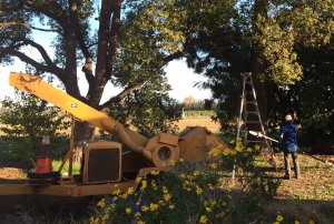 Arborist trims trees to allow room for heavy equipment.