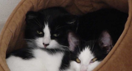 Hua Yi and her kitten Bao Yi were the next to find a home at the temple..