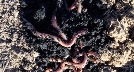 Earthworms were released into the temple gardens..