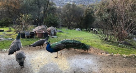 Flock feeding.