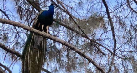 Greeting the dawn from evening roost.