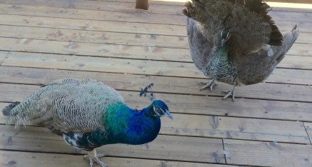 Lady Bird dances on right while Lyndon Bird ignores her display.