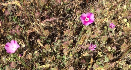 Wildflowers blooming on SR49 in Mariposa County, California.