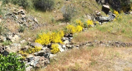 Wildflowers along SR49.