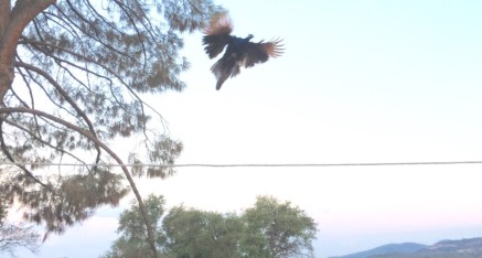 Peacock flies to join others for breakfast.