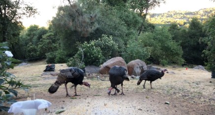 Turkeys come to breakfast.