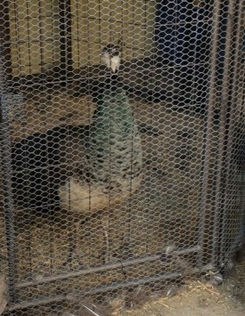 Ladybird has her own two chicks.