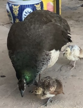 Momma with two peachicks.