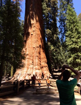 General Sherman, a Giant Sequoia Tree at Sequoia National Park and the largest tree in the world