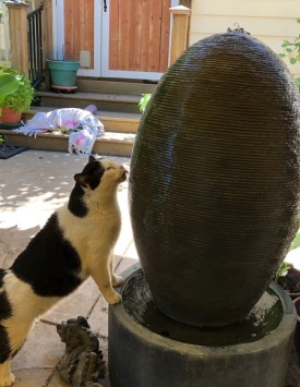 Cat drinking from fountain