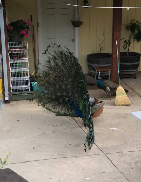 Male peacock practices his courtship dance and displays his finery.