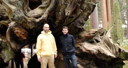 紅杉國家公園的巨大樹幹