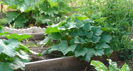 寺廟的菜園供應合時的有機蔬菜
