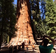 這是謝爾曼將軍，紅杉國家公園一棵巨型紅杉樹，也是世界上最大棵的樹。