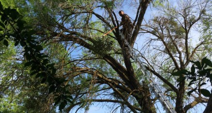 The mistletoe gets pruned from the Modesto Ash
