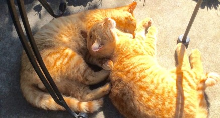 Orange furry brothers enjoy the spring sun