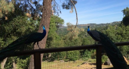 Two adult peacocks perch of patio railing at Reba and Uma