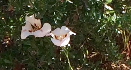 Mariposa Lilies on SR49 in Mariposa County, California.
