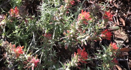 Indian Paintbrush blooming on SR49 in Mariposa County, California.