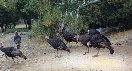 Seven hungry wild turkeys come for their early morning breakfast.