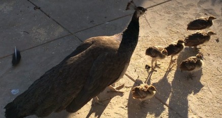 Mother peahen and her five chicks and another peachick having breakfast.