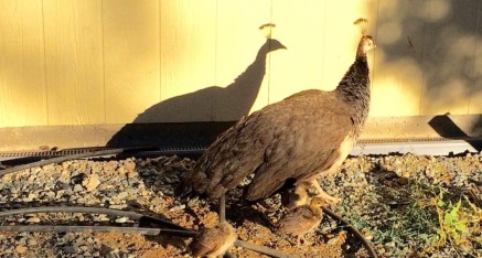 Mother peahen with two chicks and her shadow.