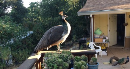 Peahen greets the rising sun.