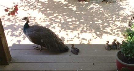 Peahen with five peachicks on front porch-one is hiding.