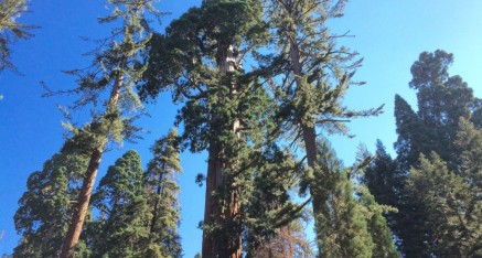 Sequoia trees.