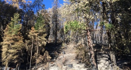 Remains of South Fork wildfire on way to Yosemite National Park.