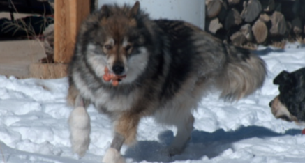 Chaco loved squeaky toys and playing with Dharma. The poodle cut on his forelegs was for chemo. He died about 5 months later.