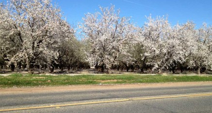 Hundreds of acres of orchards and vinyards bloom every spring around the Holy Vajrasana Temple & Retreat Center