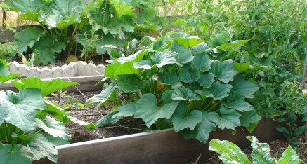 Organic, home-grown vegetables from the temple garden are used when in season