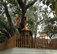 The Sri Maha Bodhi Tree in Anuradhapura, Sri Lanka.