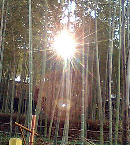 Other rainbow lights appeared in photos of the bamboo forest across from Dharma Room.
