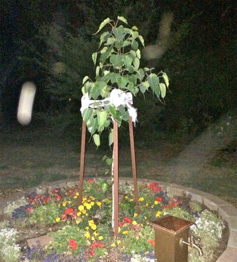 Light beings could be seen dancing around the Bodhi Tree and the Vajra Poles at around 4:00 am.