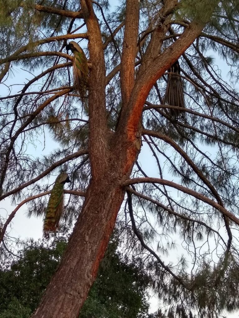 Many peacocks nesting in tree at Reba and Uma's home in Sonora.
