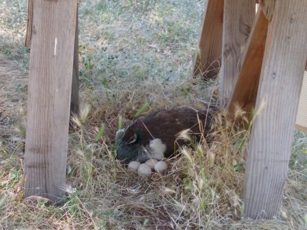 Mama peahen protecting seven of the ten eggs she laid.