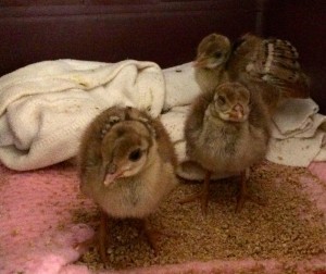 These three baby peachicks were abandoned by their mother who keeps another sibling with her.