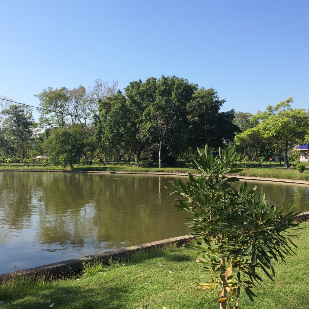 The tree under which H.H. Dorje Chang Buddha III sat and discoursed to the Dragon Fish is to the left of the Viharn.