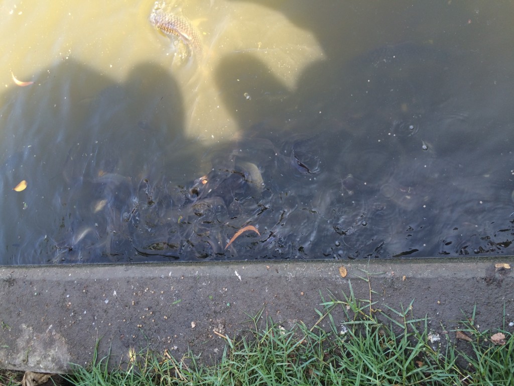 The fish gathered and danced gleefully at the feet of Ven. Zhaxi Zhuoma Rinpoche during the ceremony.